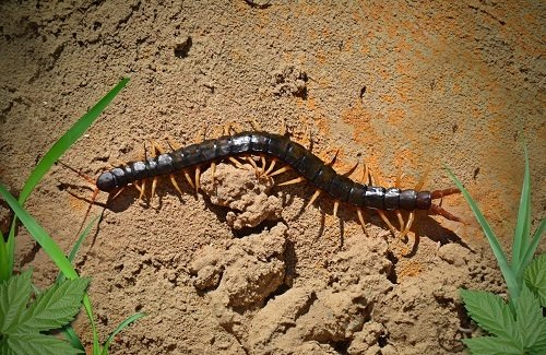 Hate Bugs? You'll Love These Insect-Eating Animals - STEMJobs Hate Bugs? You'll Love These Insect-Eating Animals - STEMJobs
