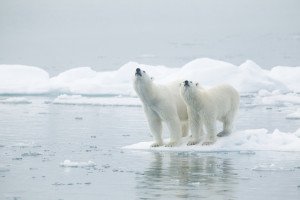 Arctic Careers