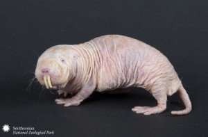 naked mole-rats