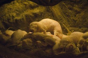 naked mole-rats