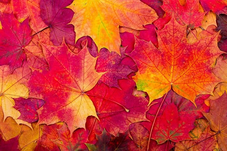 Autumnal Equinox - Fun Facts about the First Day of Fall - STEMJobs