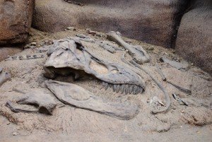 fossils