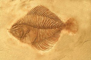 fossils