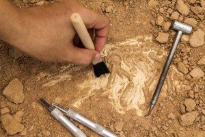 fossils