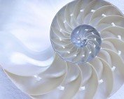 Fibonacci Day